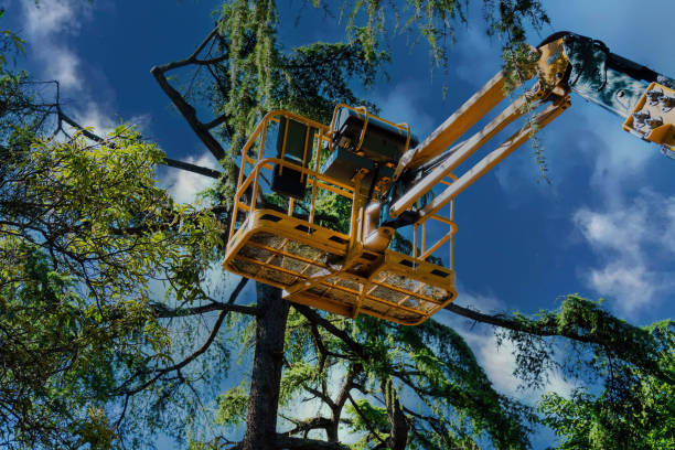 Best Arborist Services Near Me  in South Temple, PA